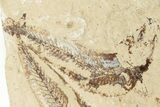 Two Cretaceous Fossil Fish (Scombroclupea) with Pos/Neg - Lebanon #201345-9